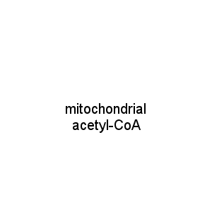 mitochondrial acetyl-CoA